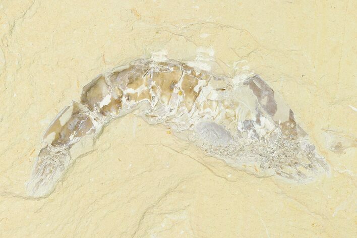 XL, Cretaceous Fossil Shrimp - Lebanon #162802